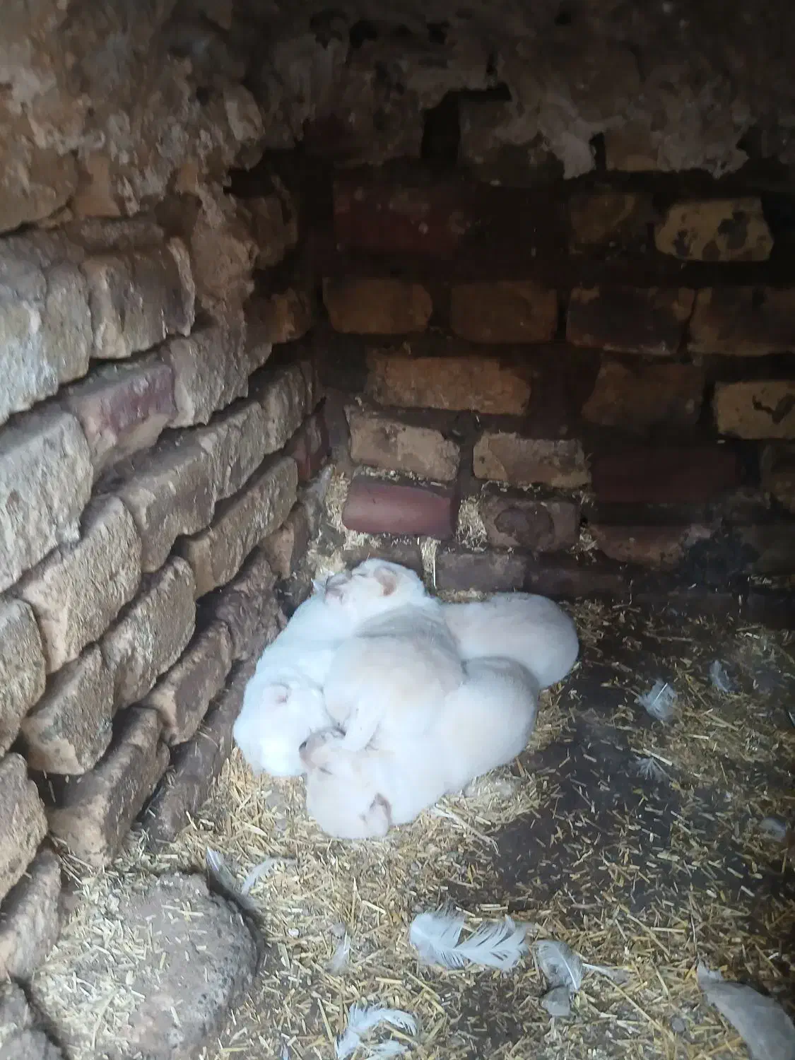 سگ و سگ|سگ|سبزوار, خسروجرد|دیوار