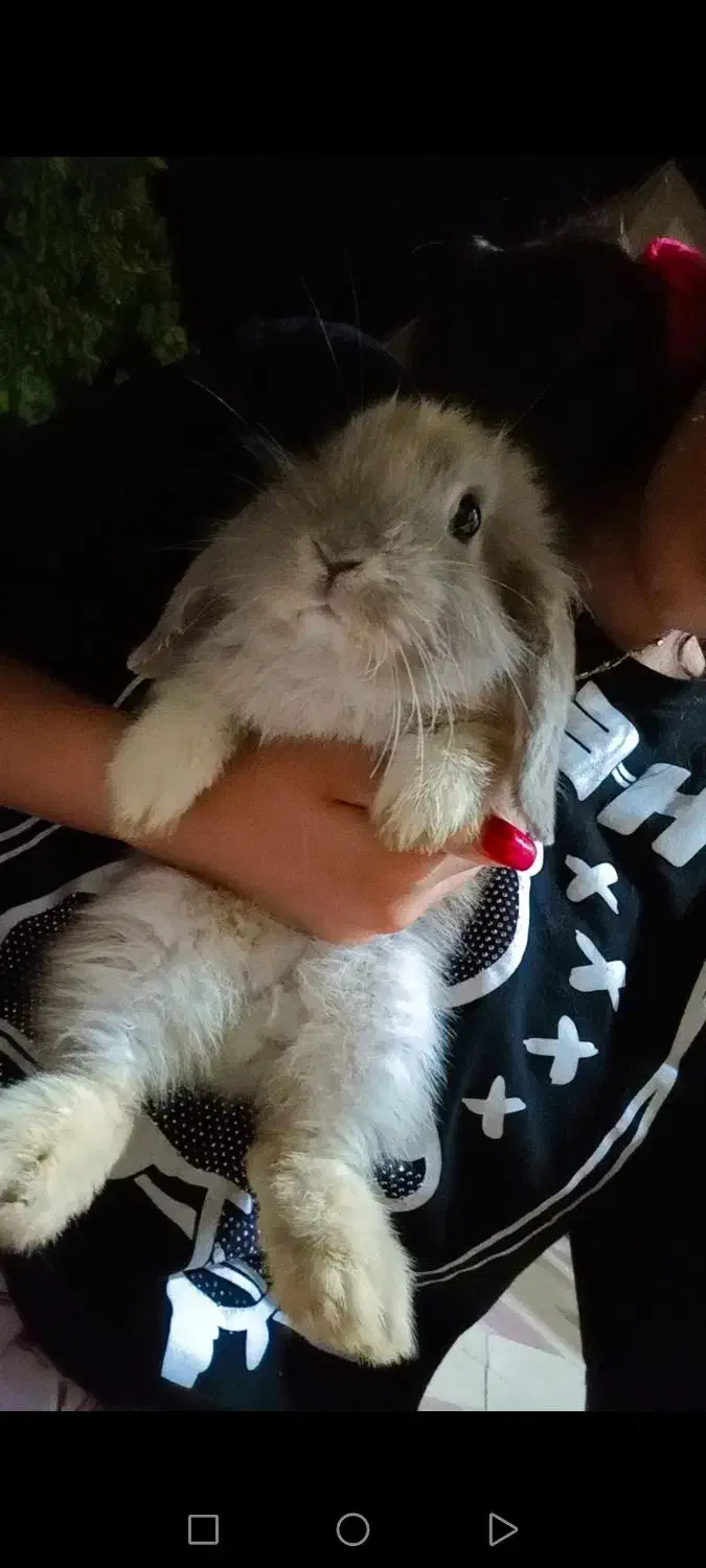 خرگوش|موش و خرگوش|زرقان, |دیوار