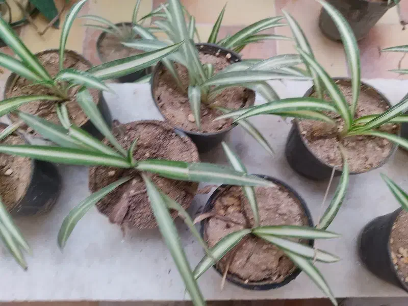 گندمی کوچک|گل و گیاه طبیعی|یزد, |دیوار