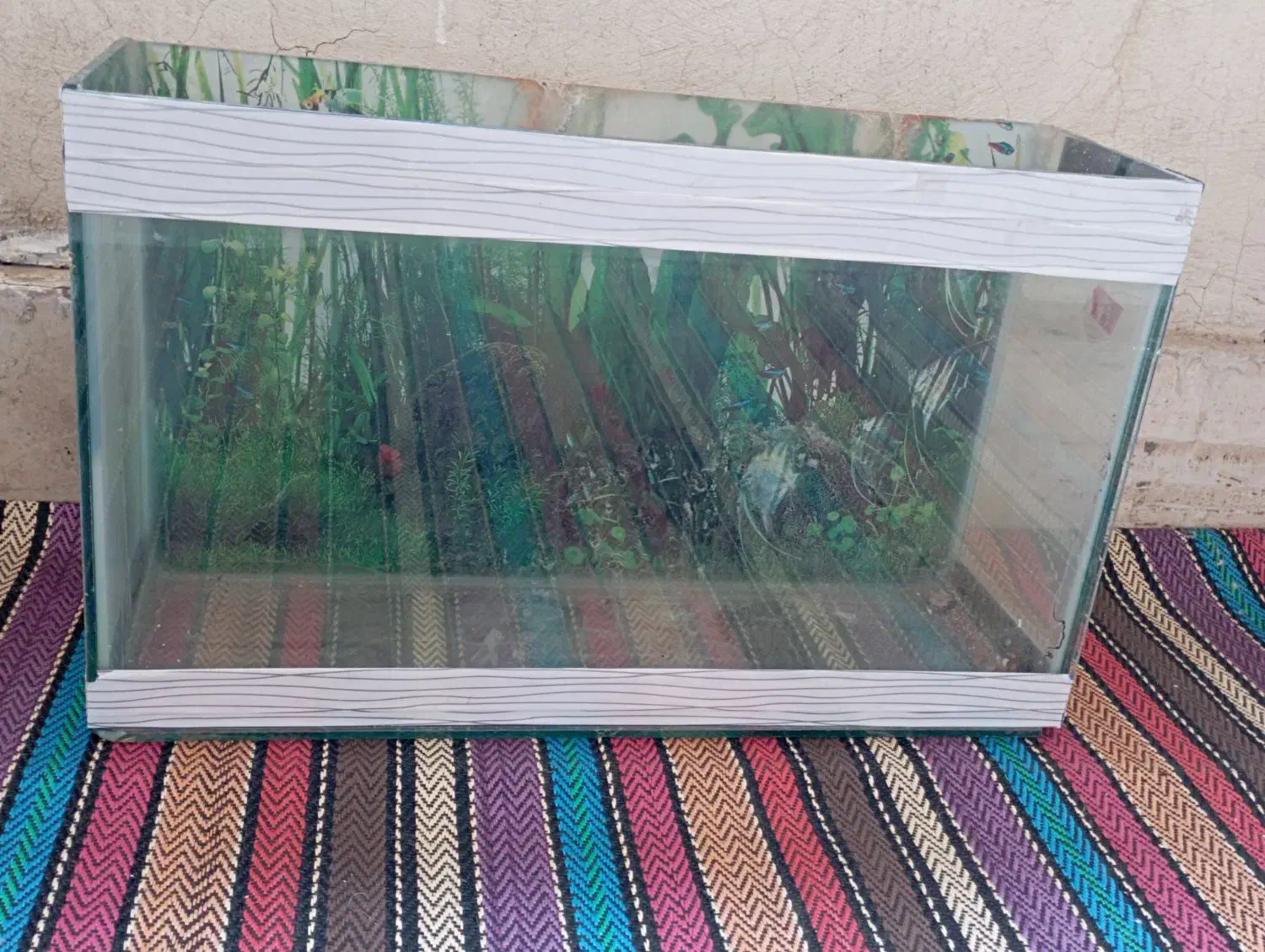 اکواریوم|ماهی|قم, پردیسان|دیوار