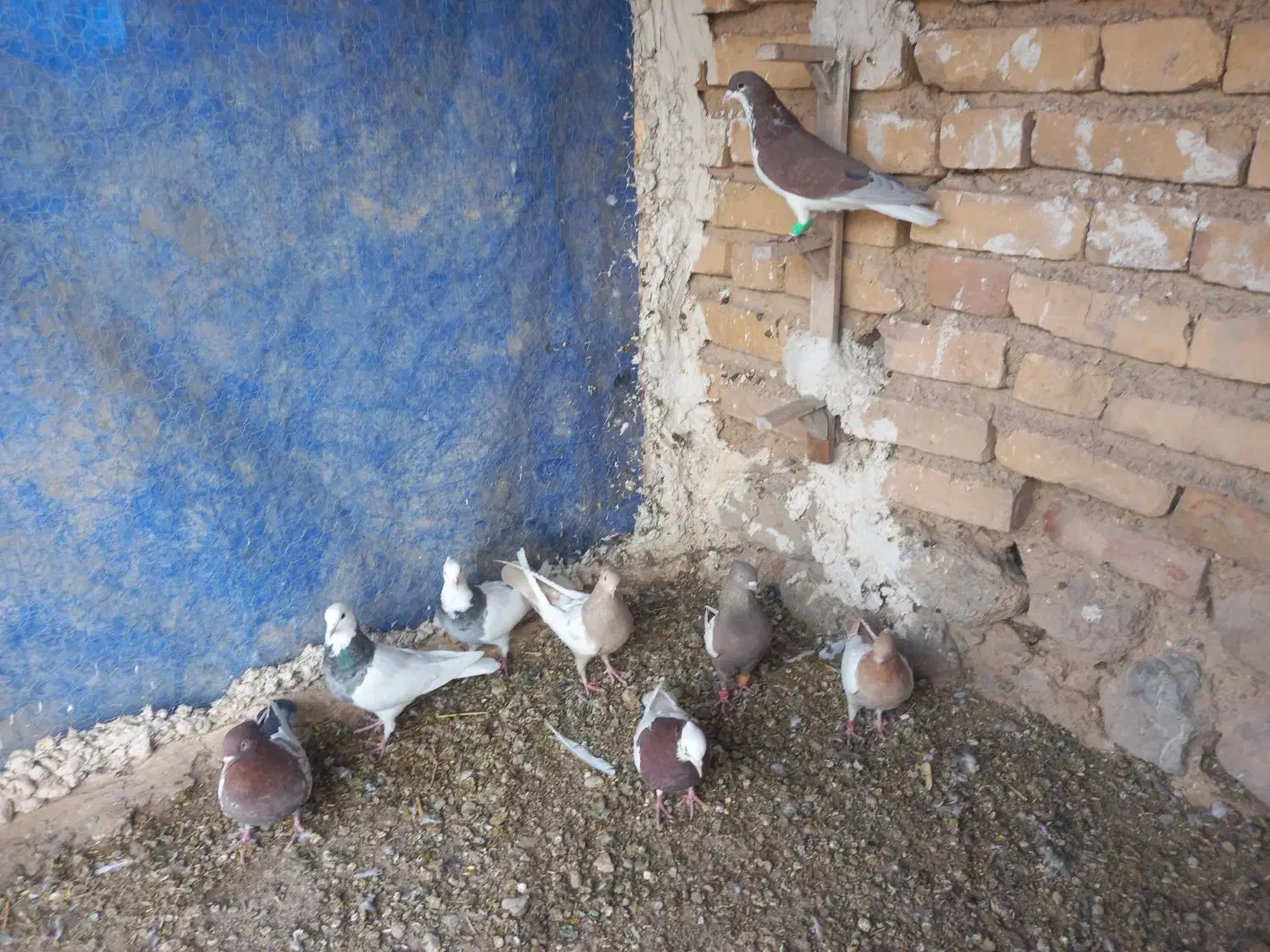 کفتر بهبهانی|پرنده|سیدان, |دیوار