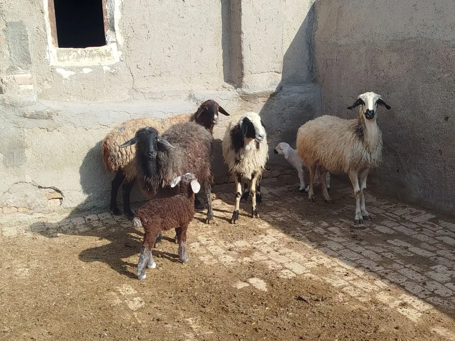 شیشک میش|حیوانات مزرعه|بوئین زهرا, |دیوار