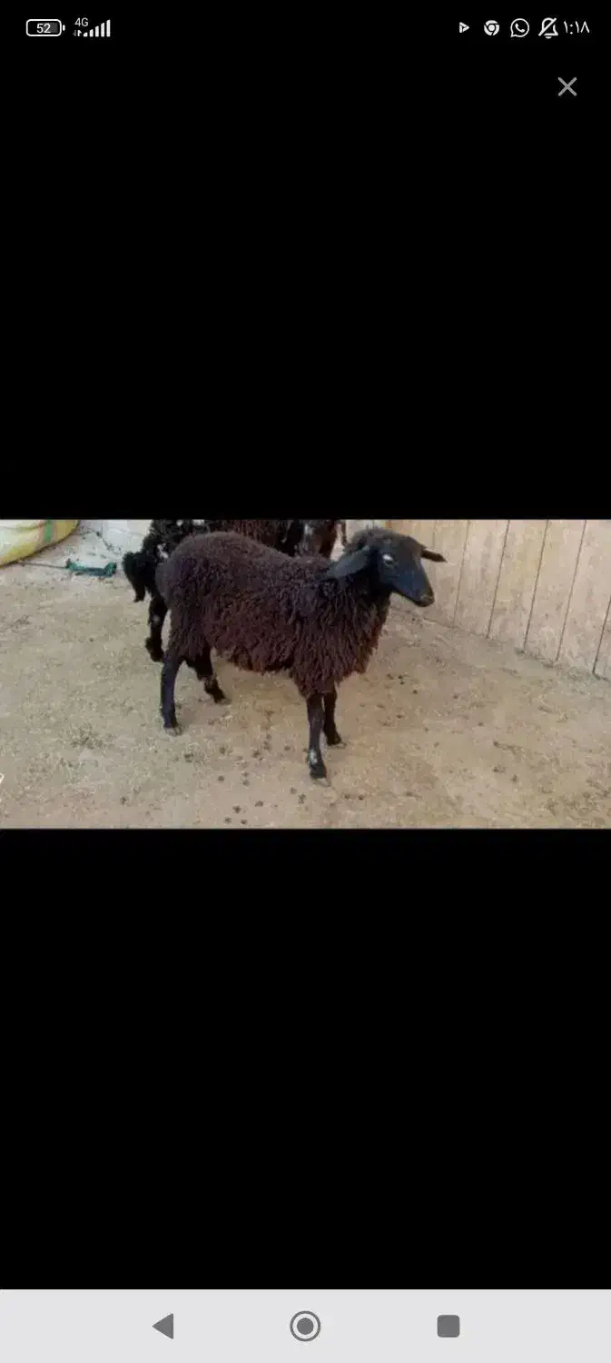 فروش پنج عدد بره چهار تا نر یکی ماده|حیوانات مزرعه|شاهین دژ, |دیوار