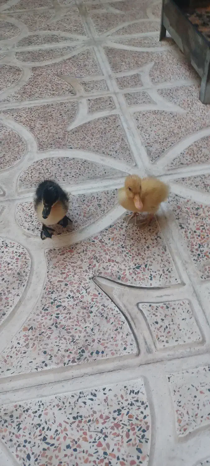 جوجه اردک یک ماهه|حیوانات مزرعه|قرچک, داوود آباد|دیوار