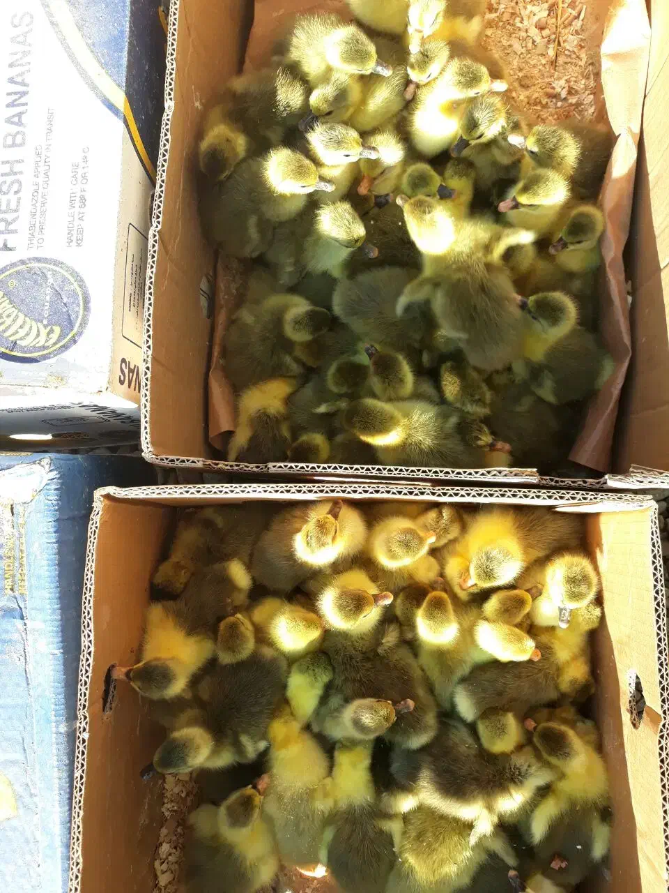 جوجه غاز شمالی|حیوانات مزرعه|تهران, سلسبیل جنوبی|دیوار