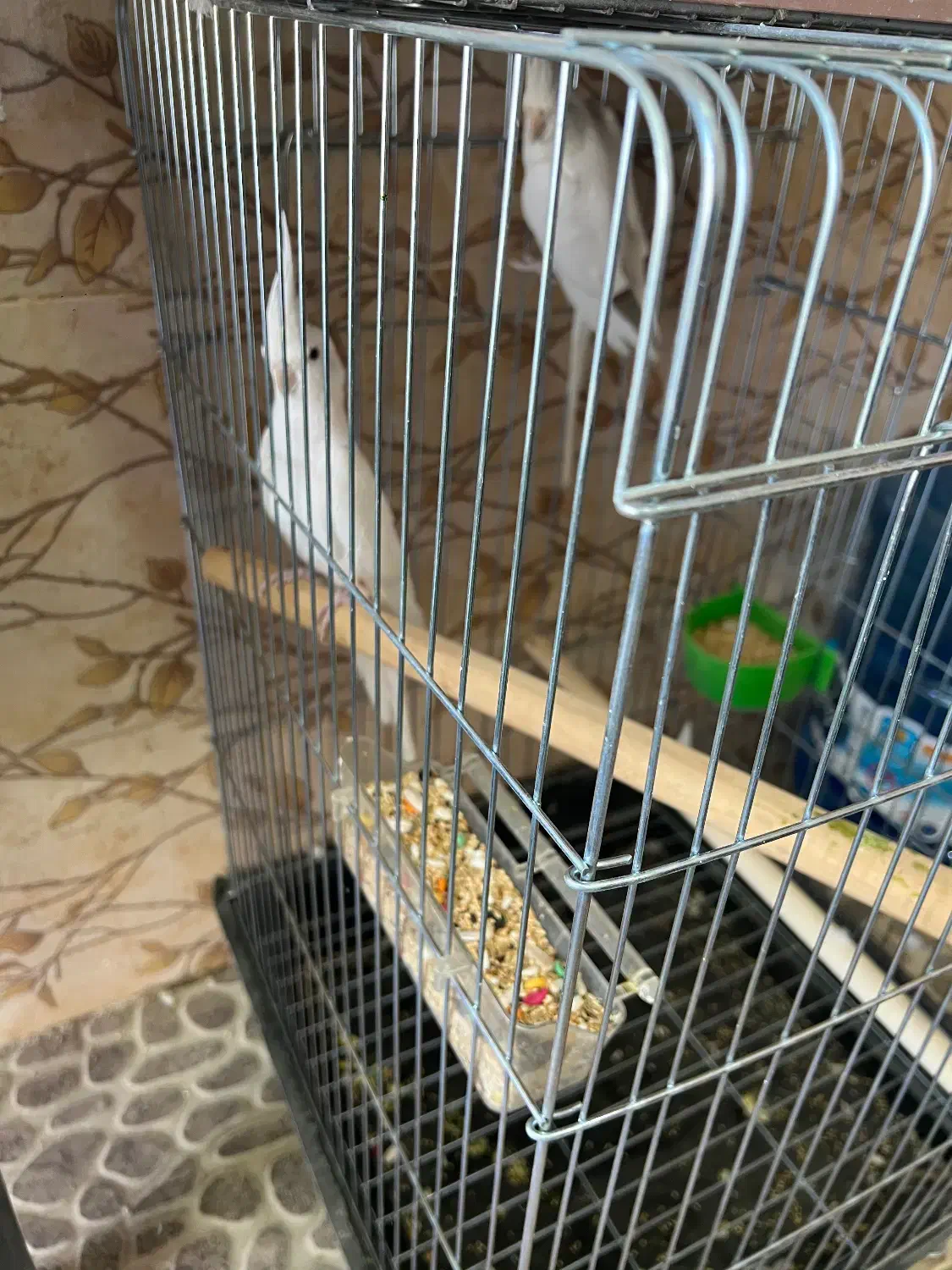 طوطی عروس البینو سفید خالص جفت خورده تعویض با سره|پرنده|کرج, دهقان ویلا|دیوار