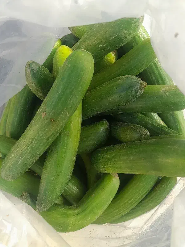 خیاربوته|خوردنی و آشامیدنی|مشهد, کارگران|دیوار