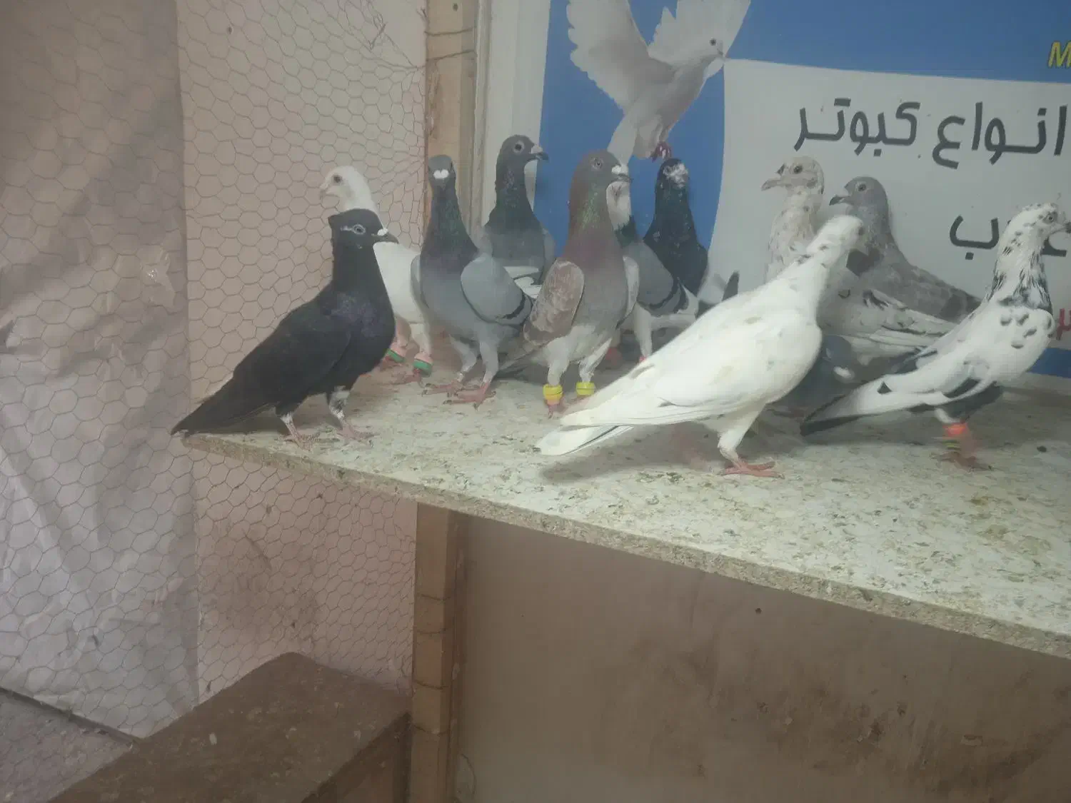 شهرستانی|پرنده|گنبد کاووس, |دیوار