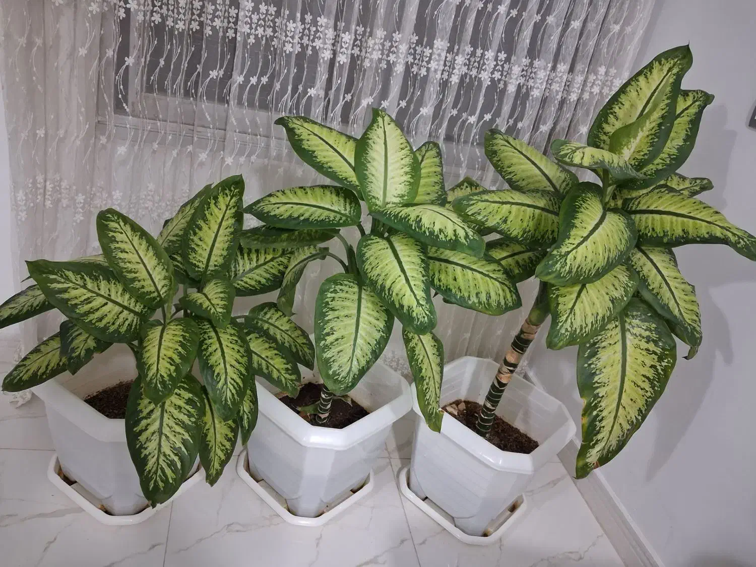 گل طبیعی|گل و گیاه طبیعی|نهاوند, |دیوار