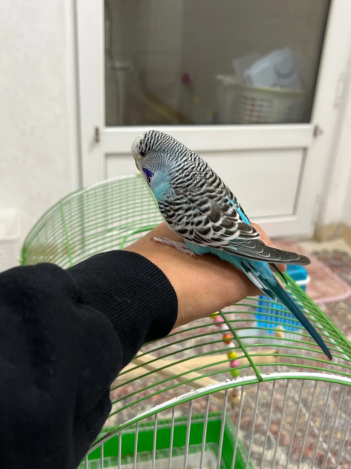 مرغ عشق انگیلیسی|پرنده|یزد, |دیوار