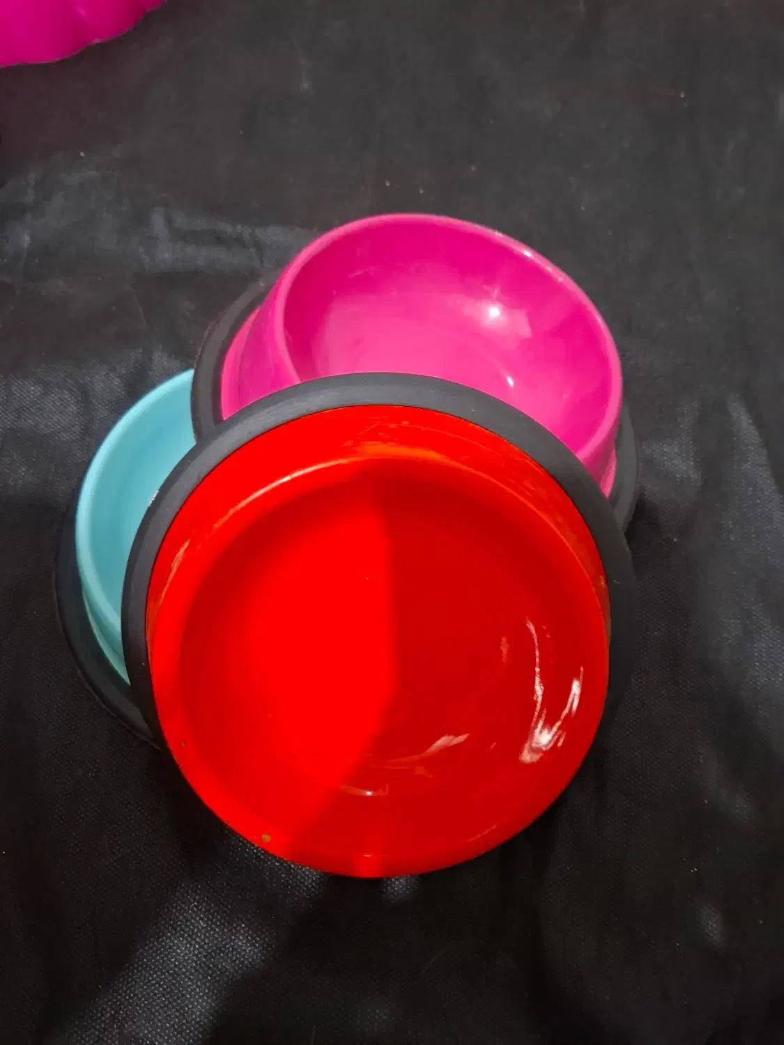 حراج واقعی محصولات پت شاپ|لوازم جانبی حیوانات|رشت, کاکتوس|دیوار