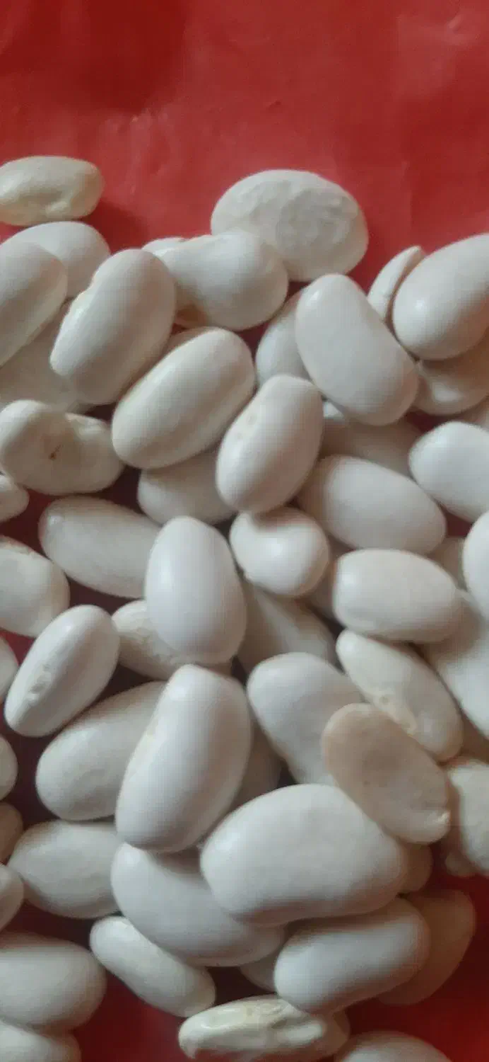 حبوبات|حراج|اصفهان, فجر|دیوار