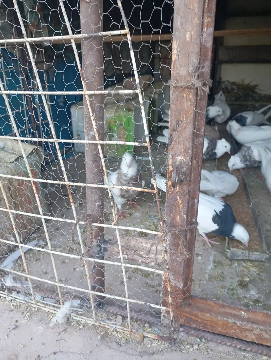 کبوتر|پرنده|نرماشیر, |دیوار