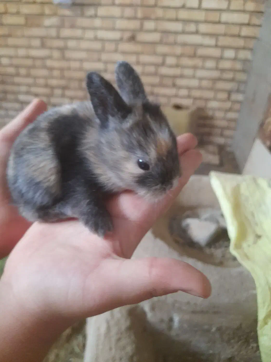 فروش خرگوش|موش و خرگوش|شهرکرد, |دیوار