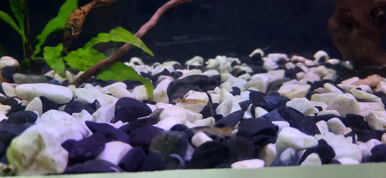 آکواریوم پلنت|ماهی|شاهرود, |دیوار