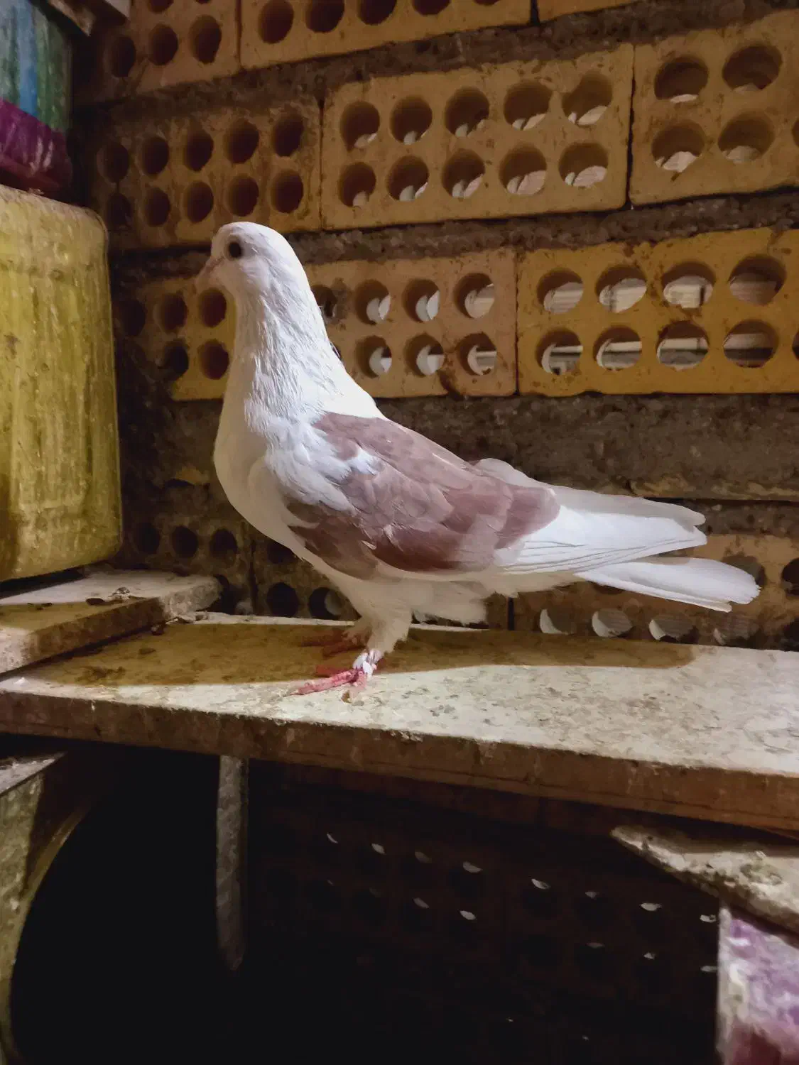 کبوتر دوکت ماده پنجه زده شکار|پرنده|خمینی‌شهر, |دیوار