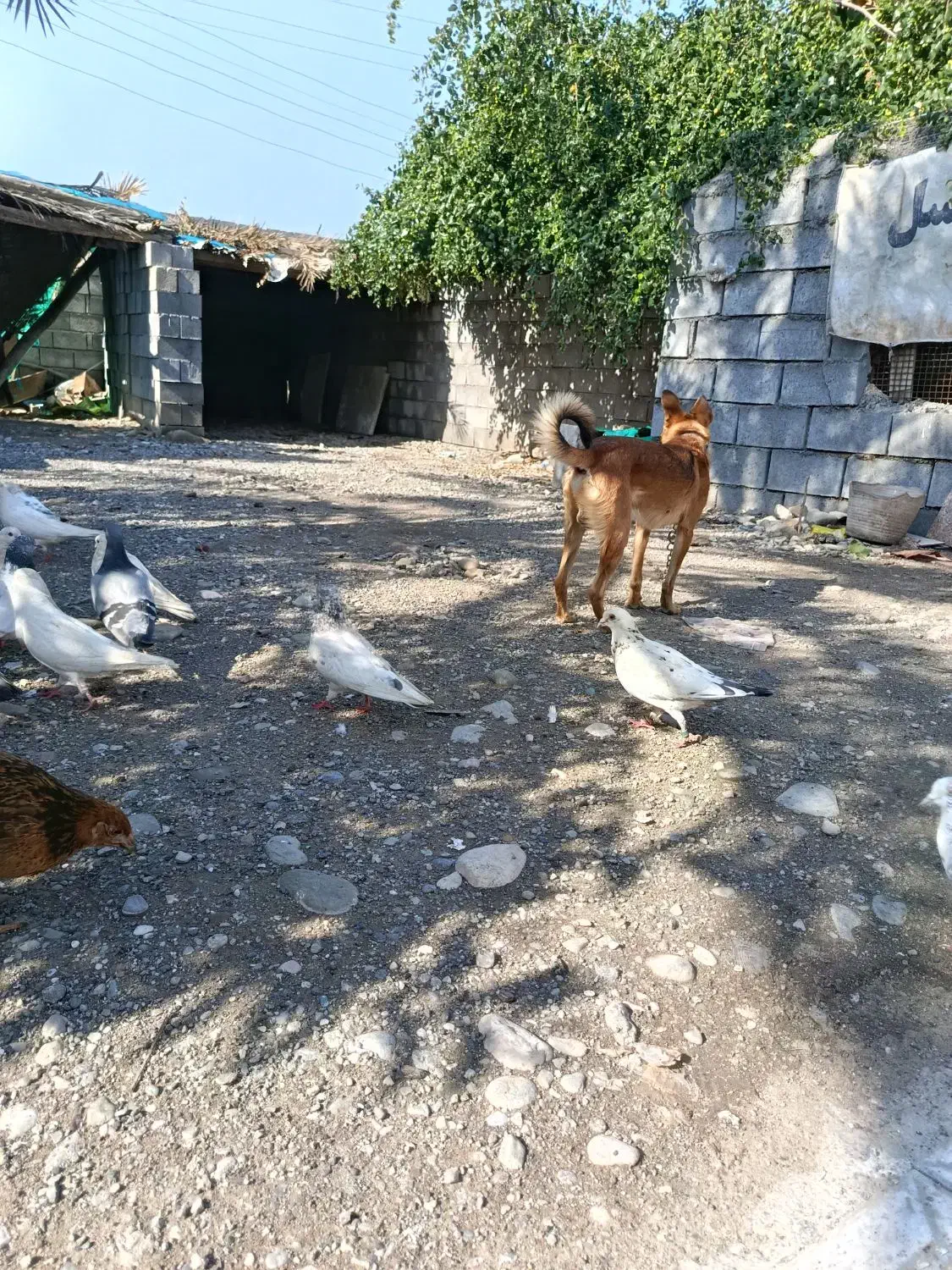 کبوتر|پرنده|میناب, |دیوار