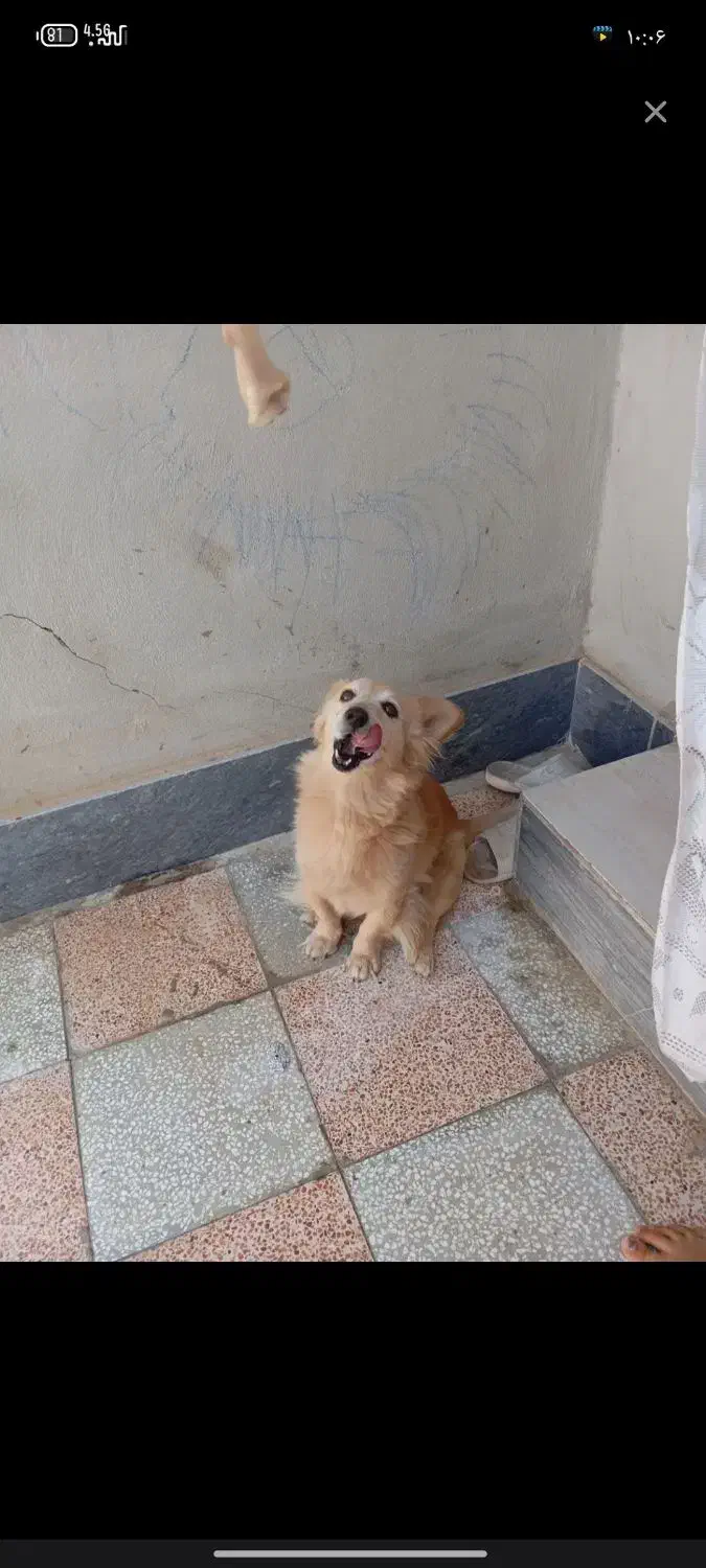 سگ نر|سگ|اسفراین, |دیوار