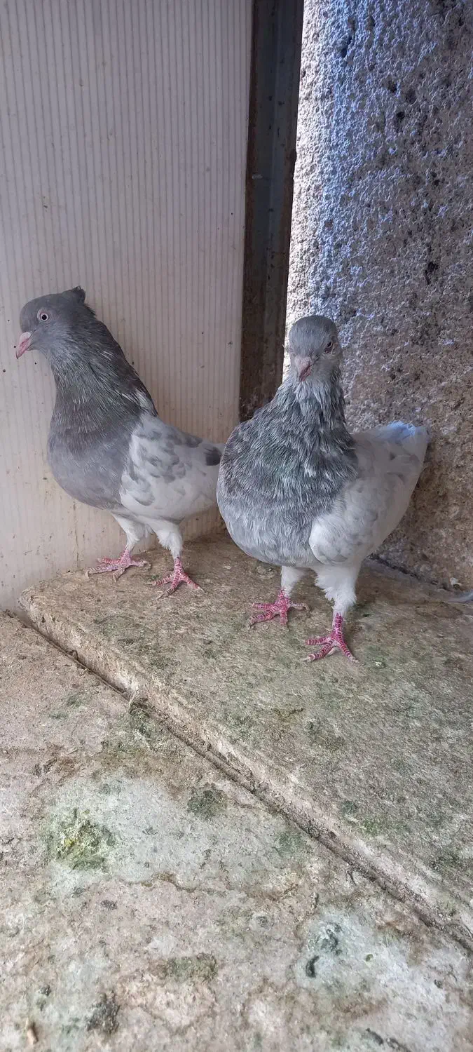 کله الماسی سینه زرد نر و ماده|پرنده|مشهد, رضاییه|دیوار