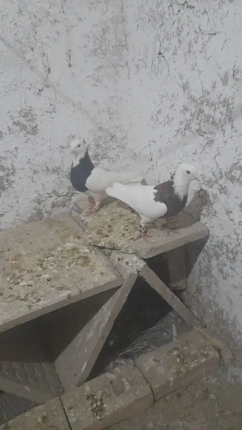 طوقی هفت رنگ وسیاه|پرنده|جوین, |دیوار