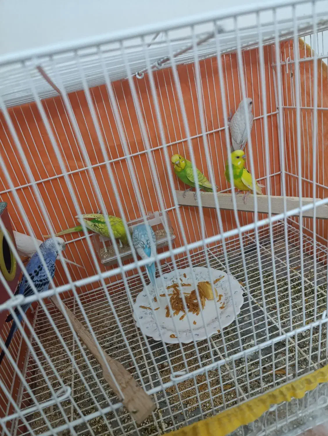 پرنده رنگ خاص مفت|پرنده|سبزوار, غرب نیروگاه|دیوار