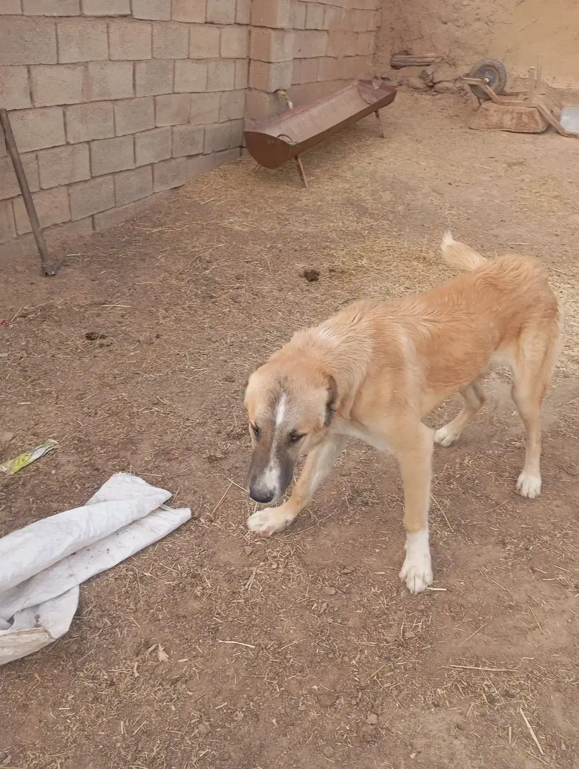 کوچک ۸ماه|سگ|تربت جام, میان جام|دیوار