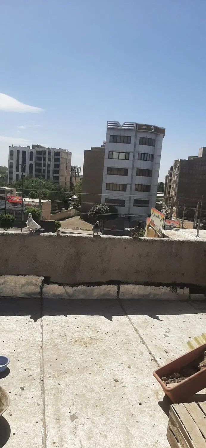 کبوتر|پرنده|محمدشهر, محمدشهر|دیوار