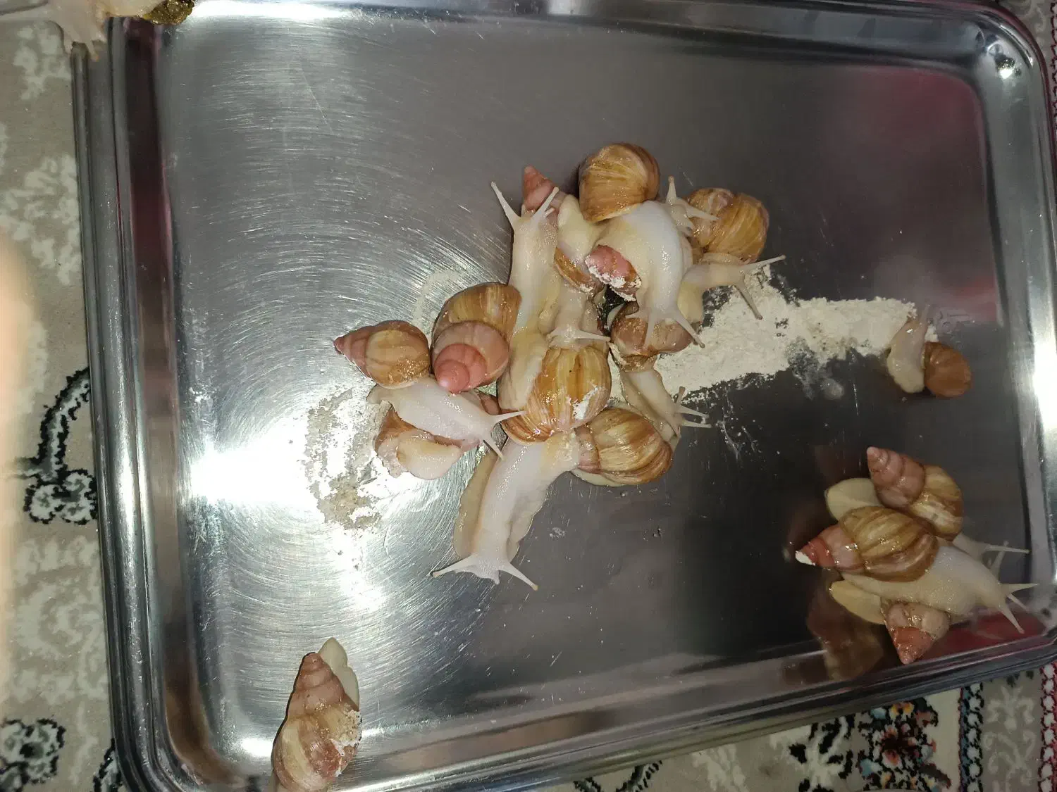 حلزون|خزنده|اصفهان, دارک|دیوار