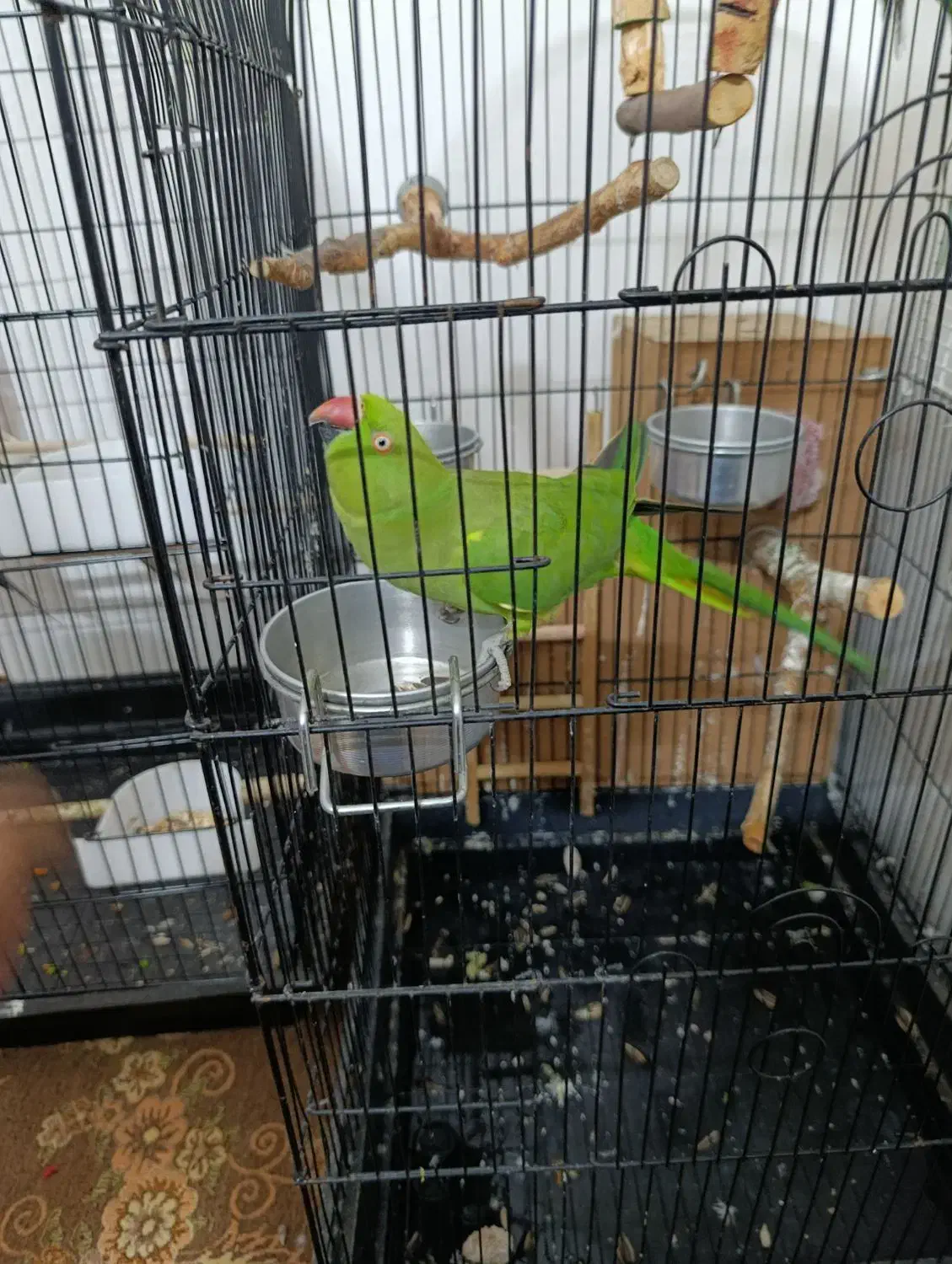 یک جفت طوطی ملنگو|پرنده|علیآباد کتول, |دیوار