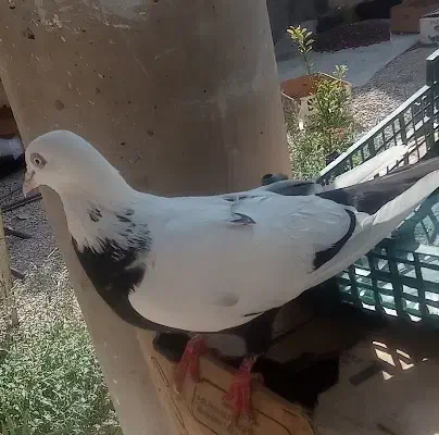 کبوتر  زیبا وسالم رنگ جشن هاشم فرق داره|پرنده|کنار تخته و کمار, |دیوار