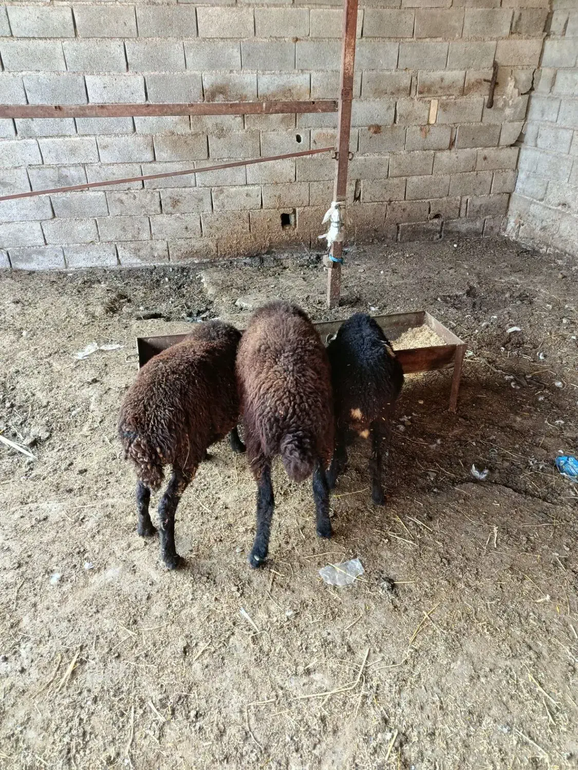 3 تا یکی نره دوتا ماده|حیوانات مزرعه|خان ببین, |دیوار