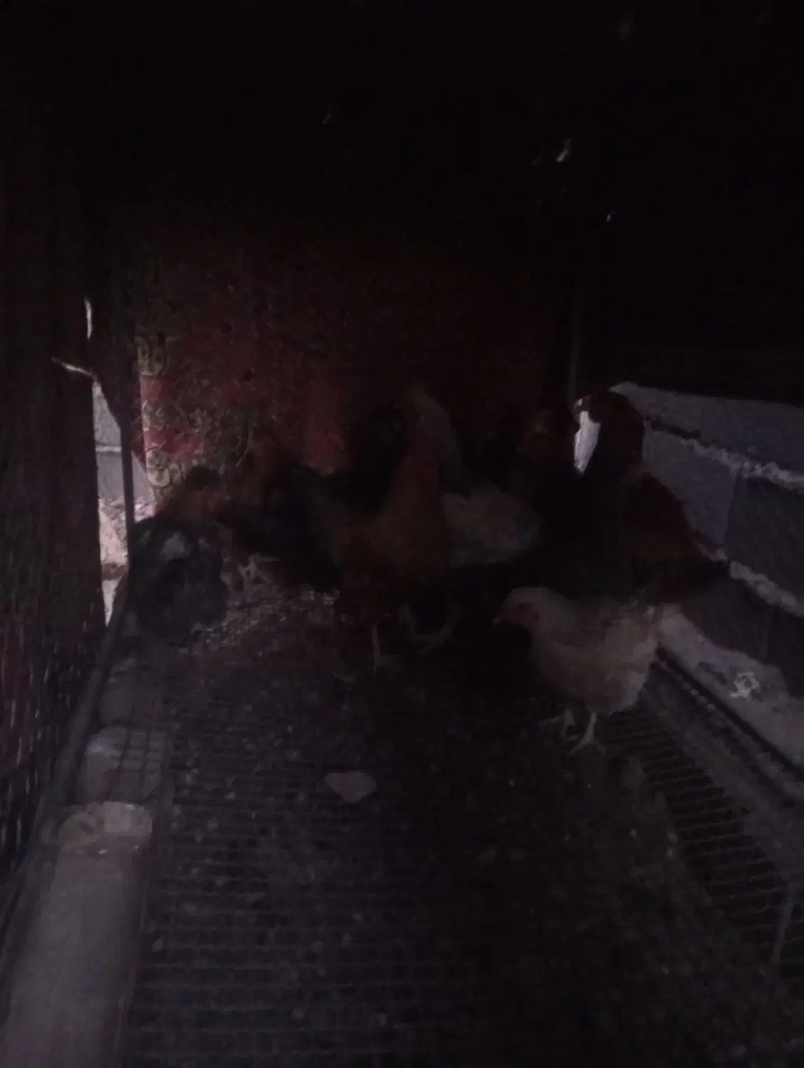 مرغ خروس|حیوانات مزرعه|باخزر, |دیوار