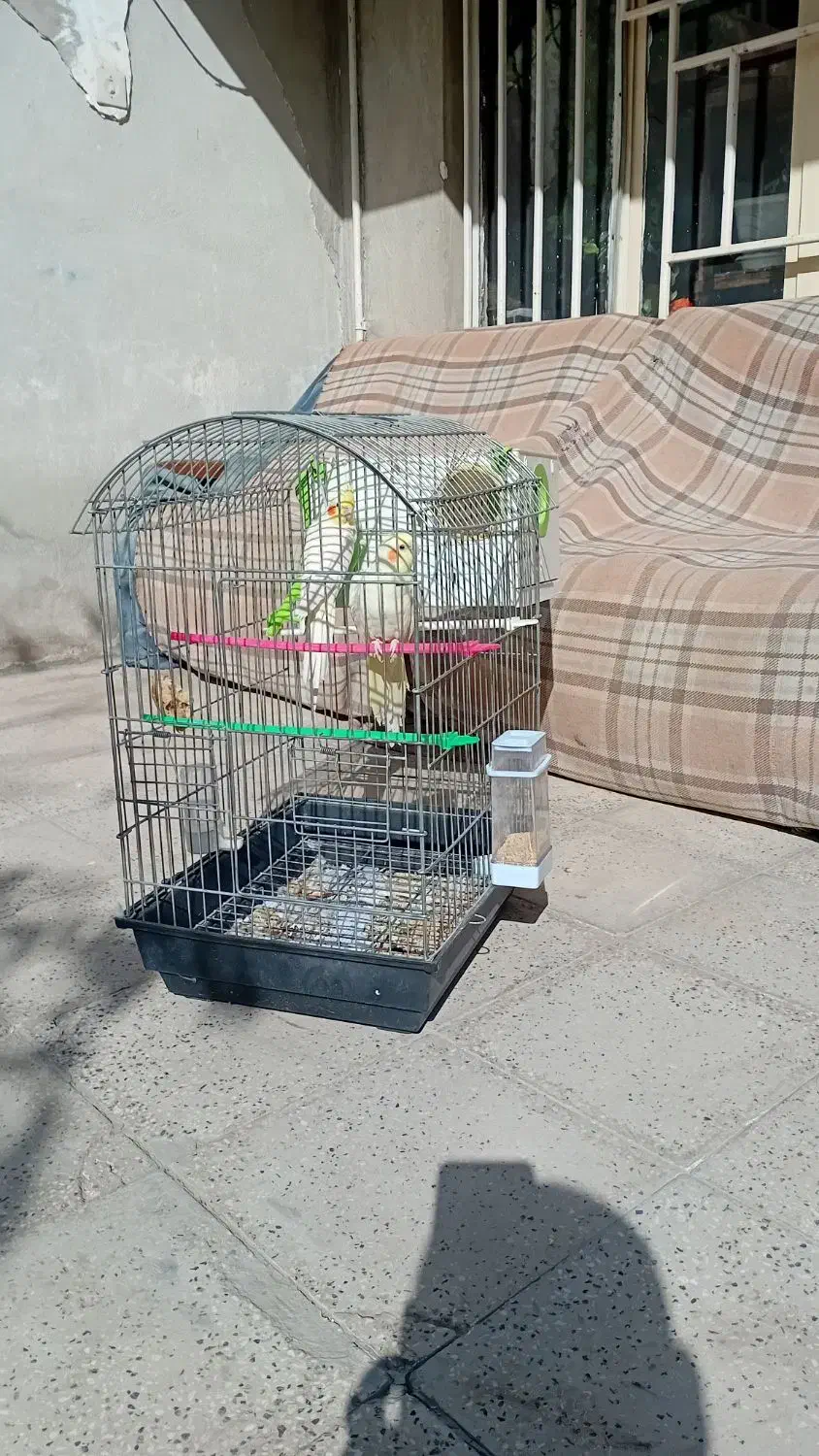 عروس هلندی|پرنده|قوچان, |دیوار