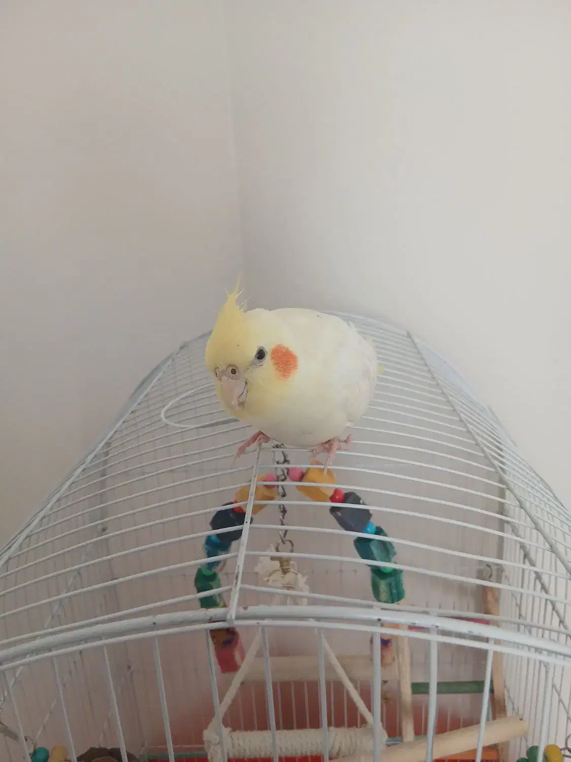 طوطی|پرنده|قزوین, |دیوار