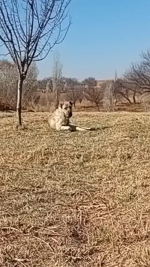 سگ سرابی|سگ|ایجرود, |دیوار
