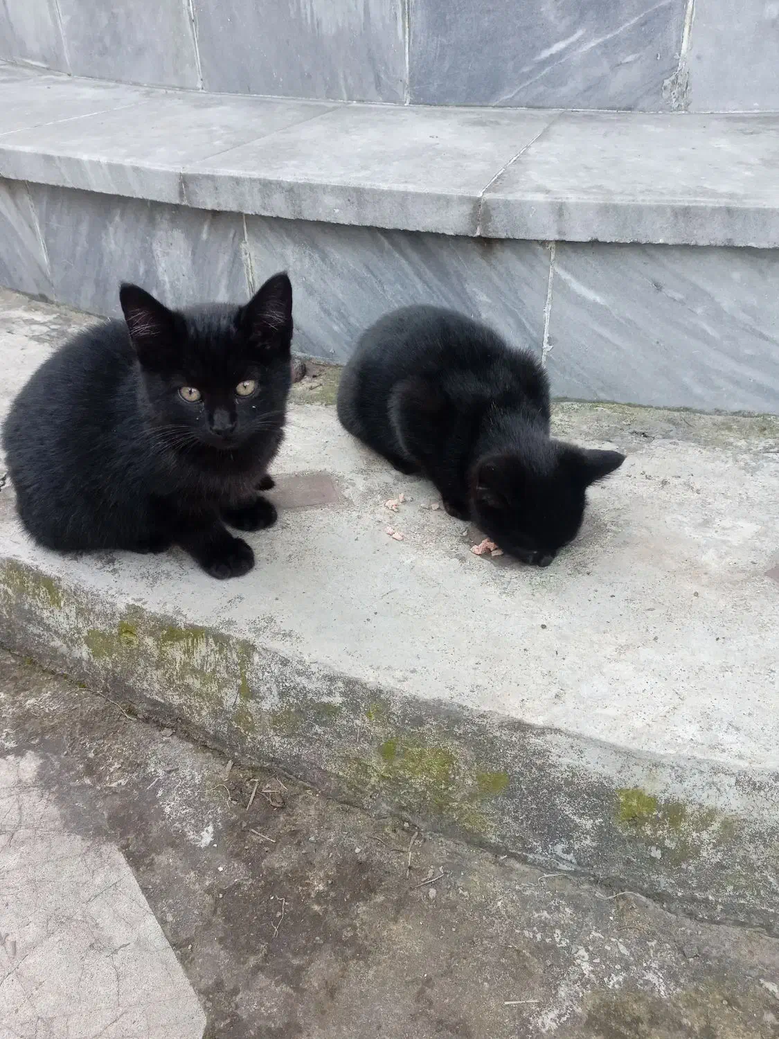 فروش دوعدد بچه گربه گوگولی|گربه|نوشهر, |دیوار