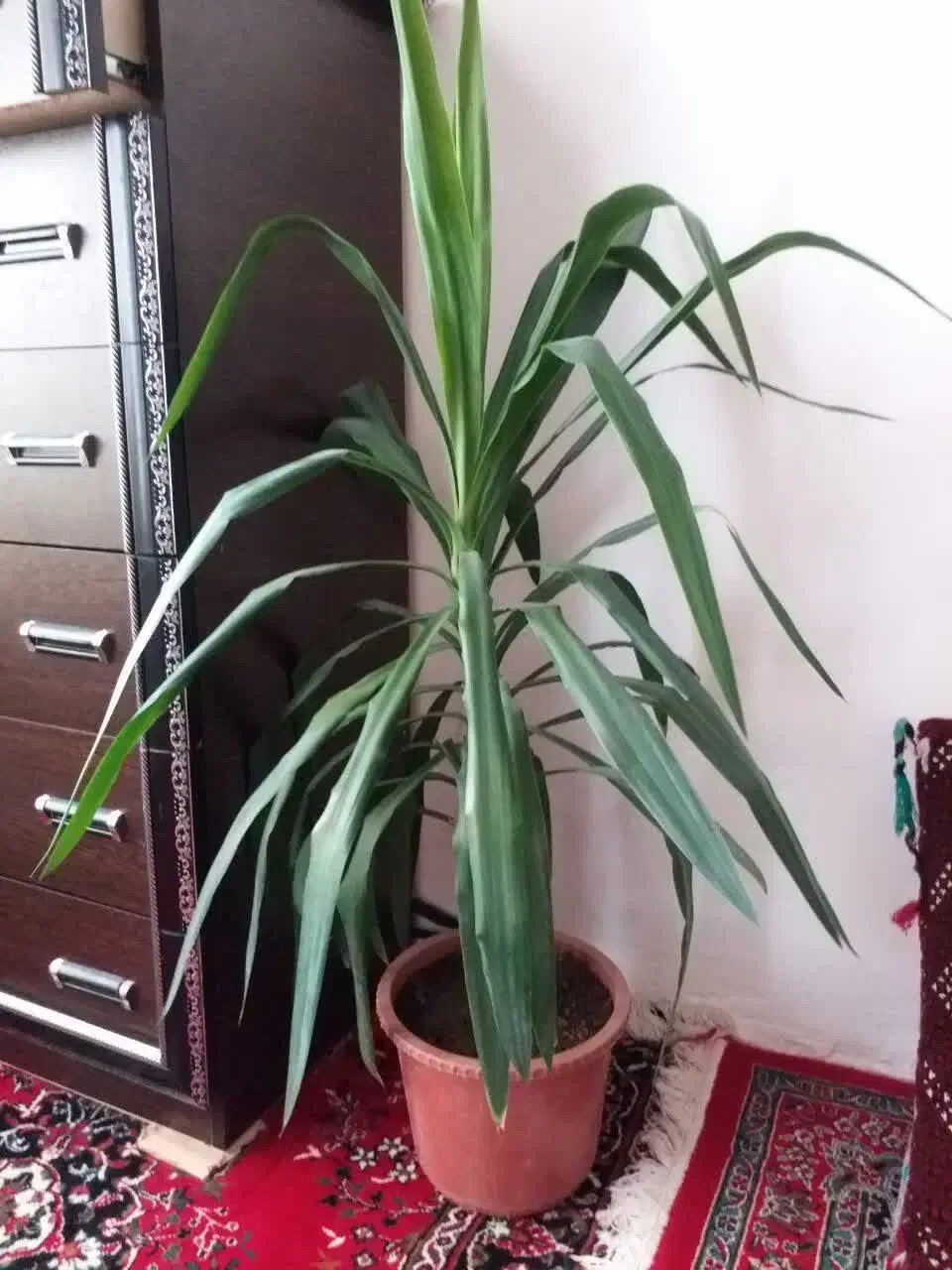 گل یوکا|گل و گیاه طبیعی|اسلام‌‌آباد غرب, |دیوار