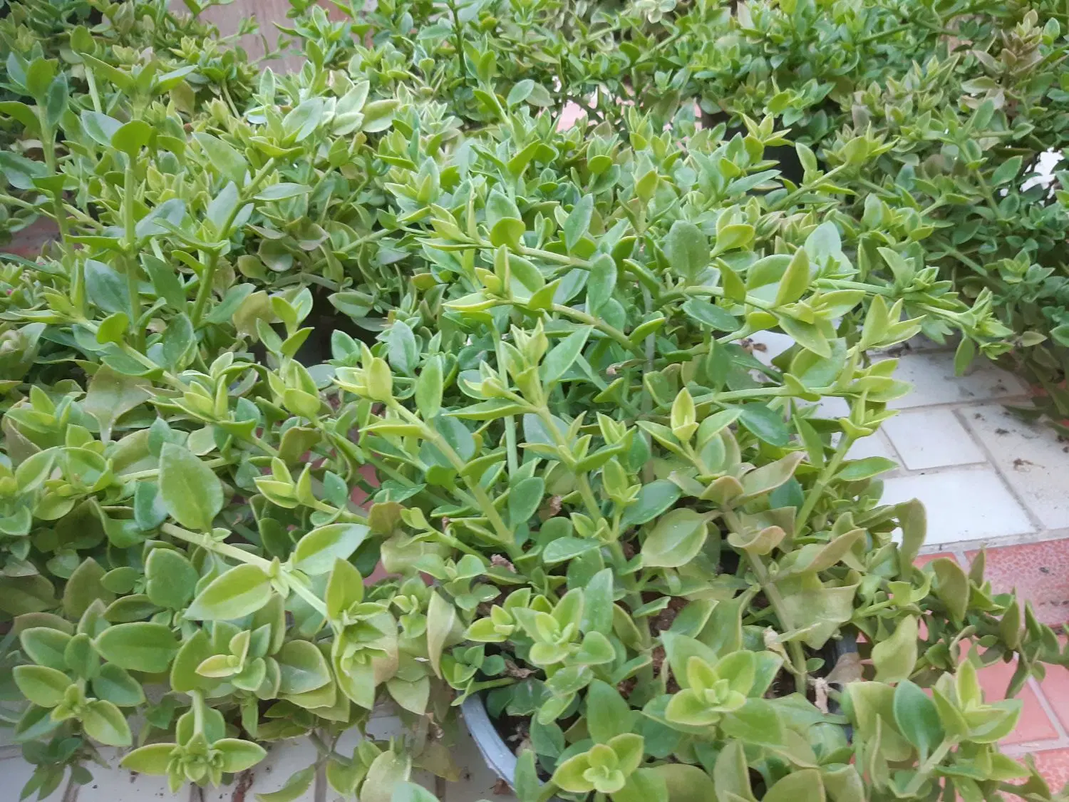 گل یخ|گل و گیاه طبیعی|شیروان (خراسان), |دیوار