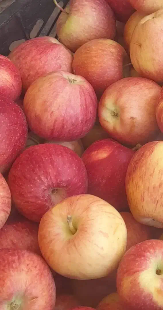 سیب گلابی ارگانیک|خوردنی و آشامیدنی|بابا حیدر, |دیوار