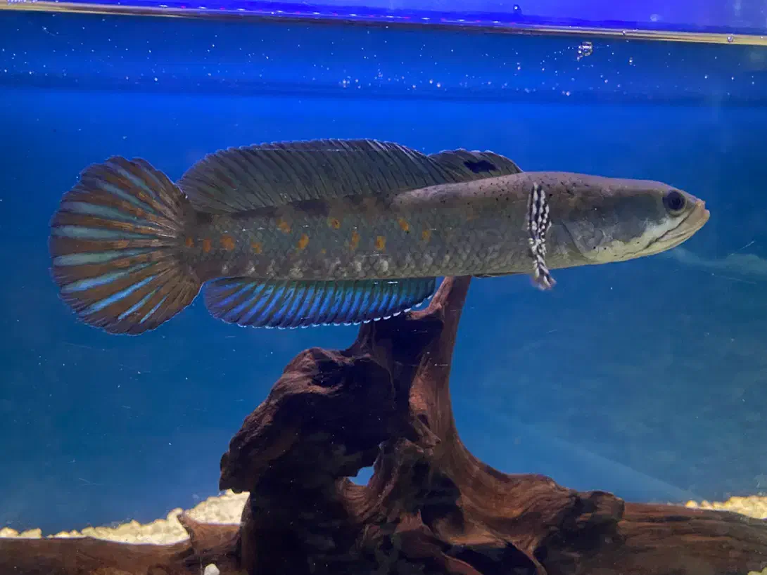 چانا بلو پالچرا|ماهی|کرمان, |دیوار