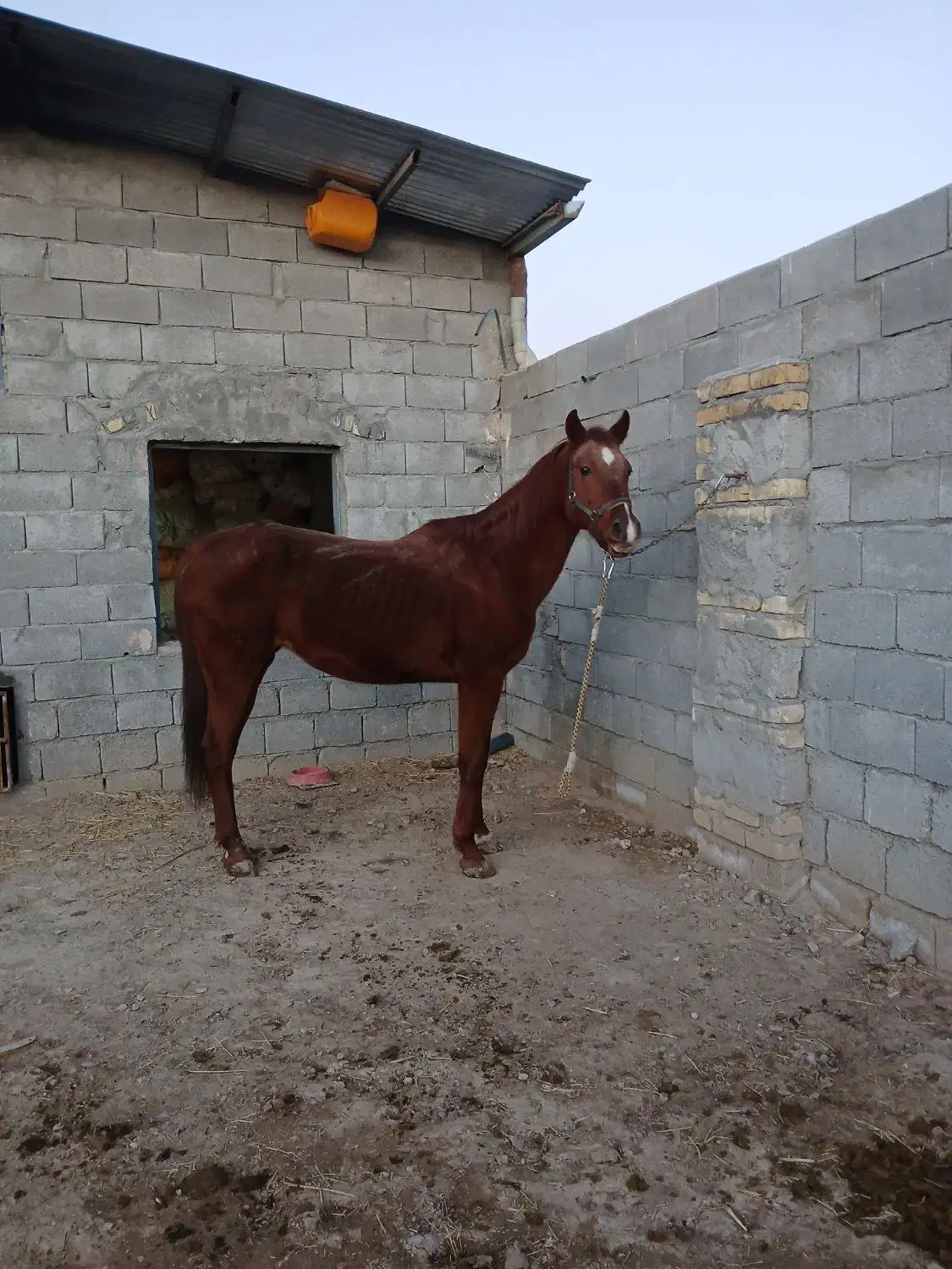 مادیان|اسب و تجهیزات اسب‌سواری|فلاورجان, |دیوار