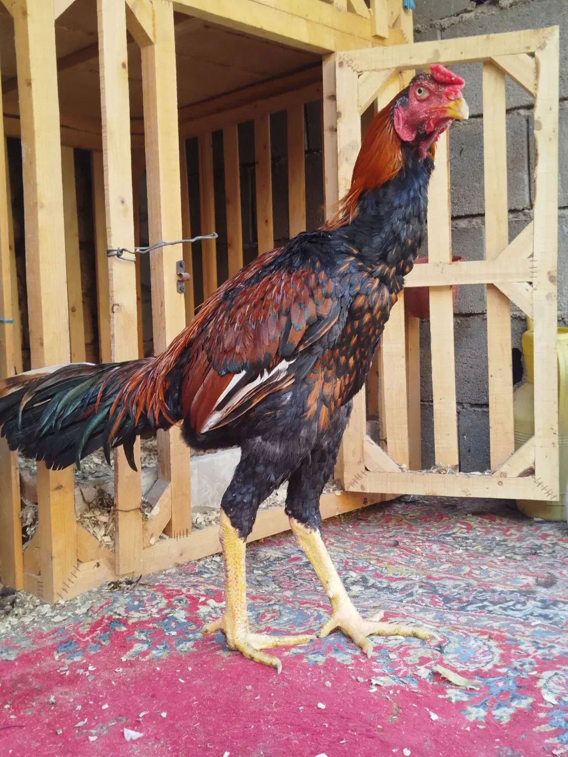 خروس لاری|حیوانات مزرعه|خان ببین, |دیوار