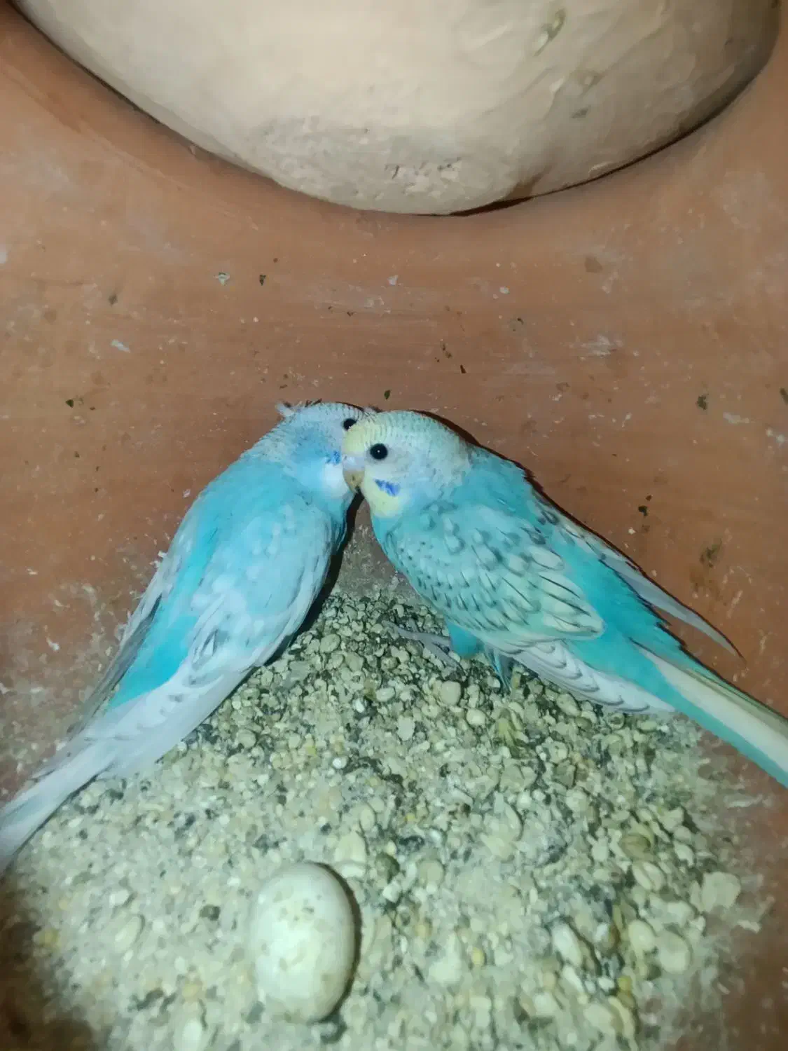 مرغ عشق بالغ|پرنده|ایرانشهر, |دیوار