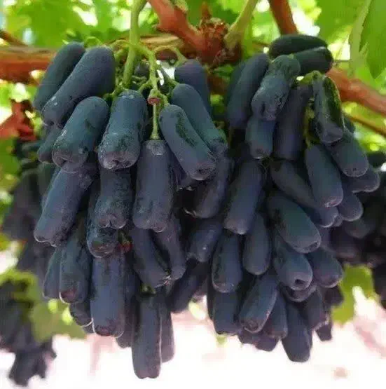 نهال فروشی علی همراهی|خدمات باغبانی و درختکاری|اراک, |دیوار