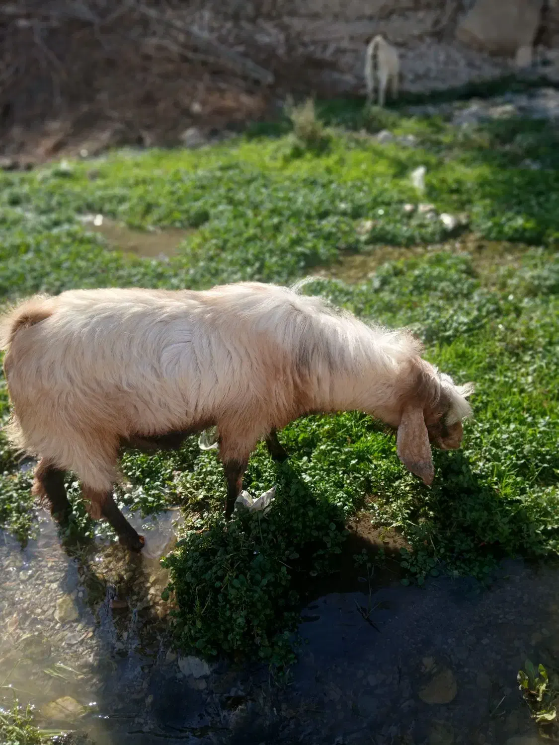 بز نر هل|حیوانات مزرعه|سیوان, |دیوار