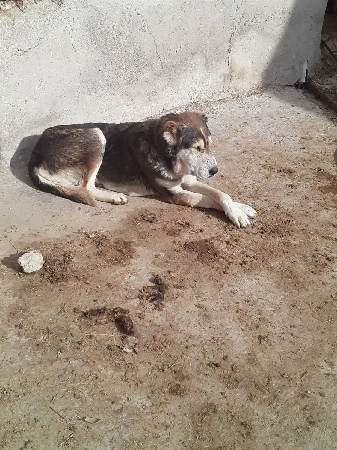 سگ گله|سگ|قوچان, |دیوار