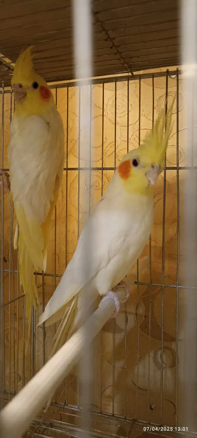 مولد تضمینی به شرط فقط 2500|پرنده|سامان, |دیوار