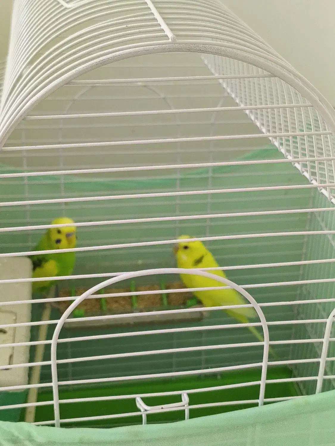 مرغ عشق|پرنده|گرمدره, |دیوار