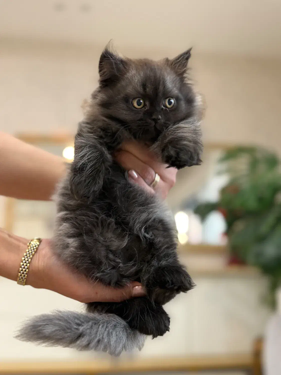 واگذاری هیمالین بلو چاکلت|گربه|گنبد کاووس, |دیوار