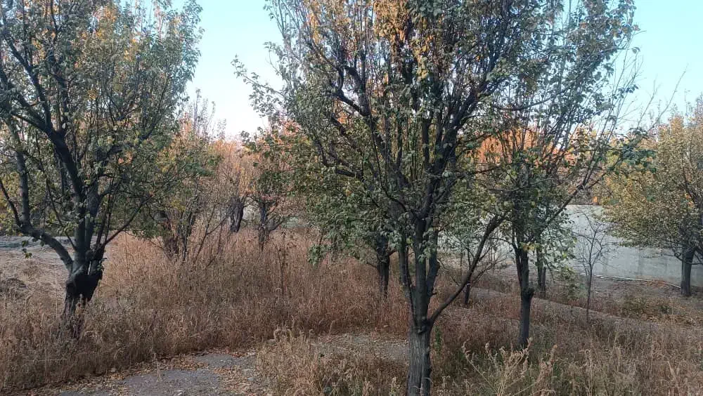 باغ|فروش خانه و ویلا|محمدشهر, عباس آباد|دیوار